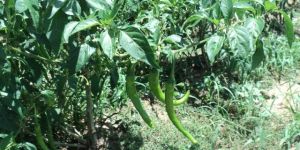 Green Chilies