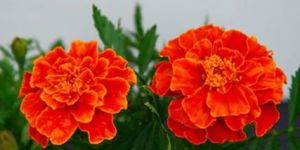 Marigold Flower