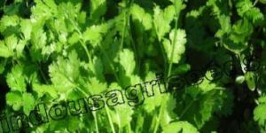 Indo Us 333 Coriander F1 Hybrid Seeds