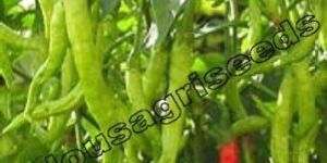 Indo Us Meera OP Hybrid Chilli Seeds