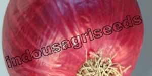 Indo Us Richland Onion F1 Hybrid Seeds