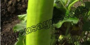 Indo Us Richman Bottle Gourd F1 Hybrid Seeds