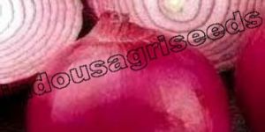 Red Onion F1 Hybrid Seeds