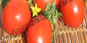 Indo Us 999 Tomato F1 Hybrid Seeds