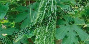 Indo Us Rudraksha Bitter Gourd F1 Hybrid Seeds