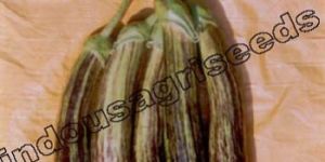 Indo Us Shivlaheri Brinjal F1 Hybrid Seeds