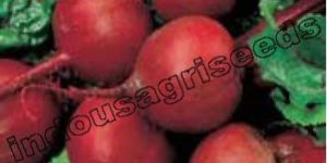 Indo Us Shweta Beet Root F1 Hybrid Seeds