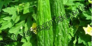 Long Bitter Gourd F1 Hybrid Seeds