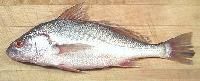 Croaker Fish