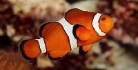 Clown Fish