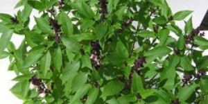 Basil Leaves