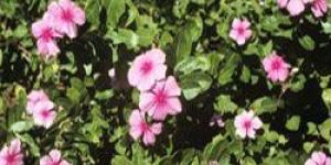 Catharanthus Roseus
