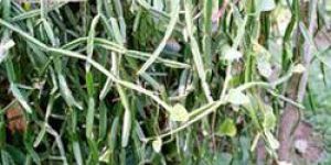 Cissus Quadrangularis
