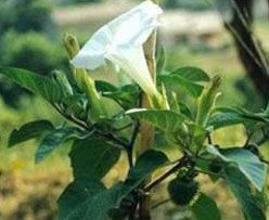 Datura Alba Nees