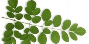 Moringa Leaves