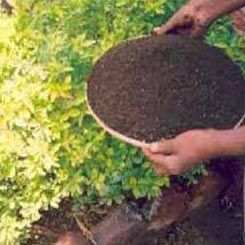 Vermicompost