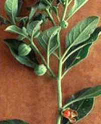 Withania Somnifera