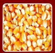Maize