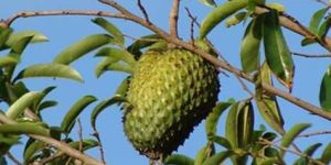 Soursop Fruit