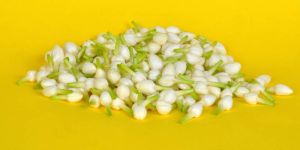 Jasmine Flowers