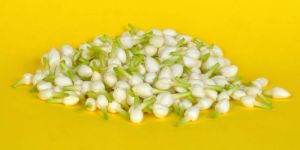 Fresh Jasmine Flower