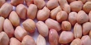 Groundnut Kernels
