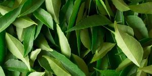 Curry Leaves