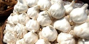 Fresh Garlic