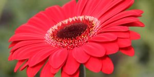 Fresh Gerbera Flowers