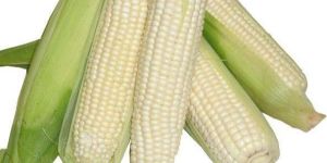 White Corn
