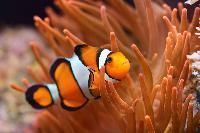 Clown Fish