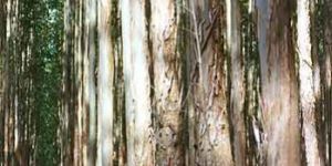 7 Year Old Eucalyptus Plants