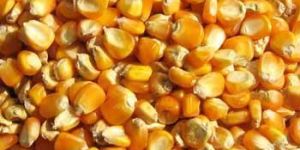 Yellow Maize