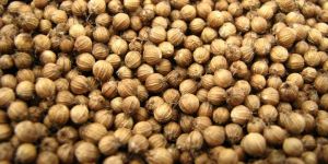 Coriander Seeds