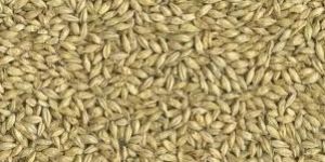 Barley