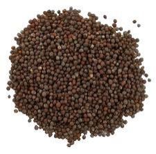 Mustard Seeds