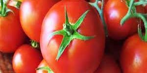 Fresh Tomato