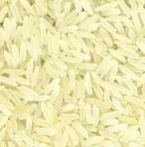 PR 11 Sella Golden Rice
