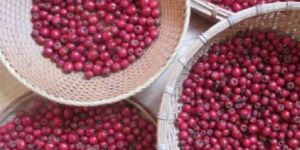 Hawthorn Berries (Crataegus Oxycantha)