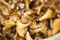 Dry Oyster Mushrooms