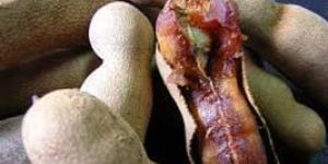 Tamarind Pods