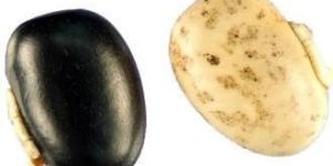 Mucuna Pruriens (Kaunch Beej)