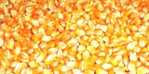 Yellow Maize