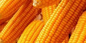 Yellow Maize Corn