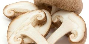 Fresh Mushroom