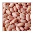 Peanut