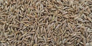 Cumin Seeds