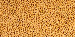 Yellow Mustard Seeds