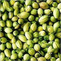 Coriander Seeds