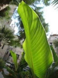 Banana Leaf